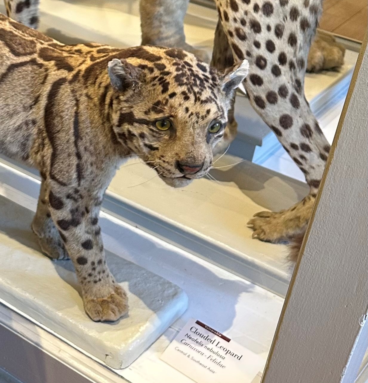 Clouded Leopard_Harvard Museum.jpg